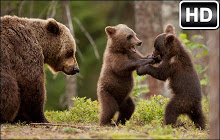 Bears Wallpapers New Tab Bear Cubs HD Themes