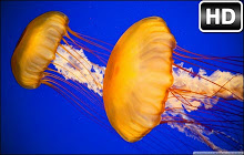 Jellyfish Wallpaper HD New Tab Ocean Themes