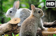 Cute Bunny & Rabbit Wallpaper HD New Tab