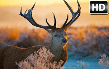 Deer Wallpaper HD Deers New Tab Themes