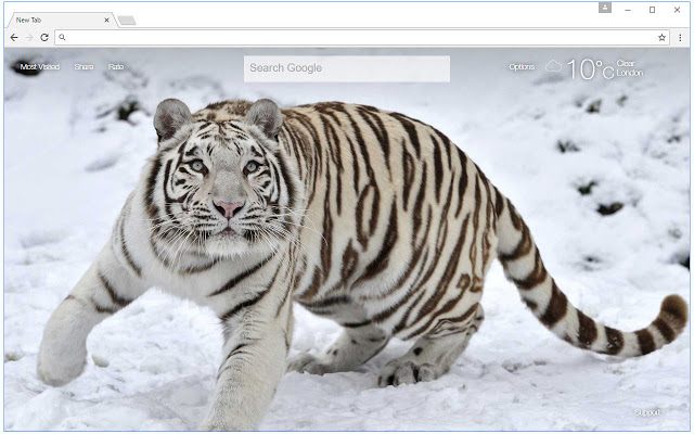 Tiger Wallpaper HD New Tab – Tigers Themes