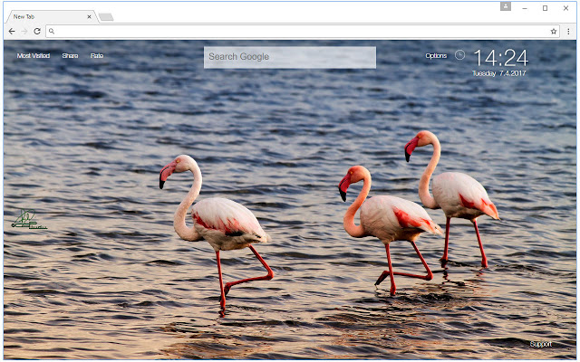 Flamingo Wallpaper HD Flamingos New Tab