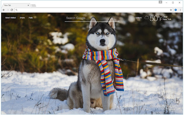 Husky Wallpaper HD New Tab – Huskies Themes