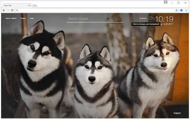 Husky Wallpaper HD New Tab – Huskies Themes