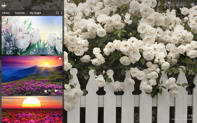 My Flowers – Romantic Flower HD Wallpapers
