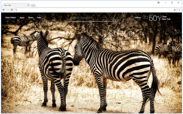 Zebra Wallpaper HD Zebras New Tab Themes