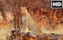 Leopard Wallpaper HD NewTab - Leopards Themes