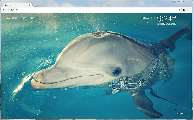 Dolphins Wallpaper HD NewTab – Dolphin Themes