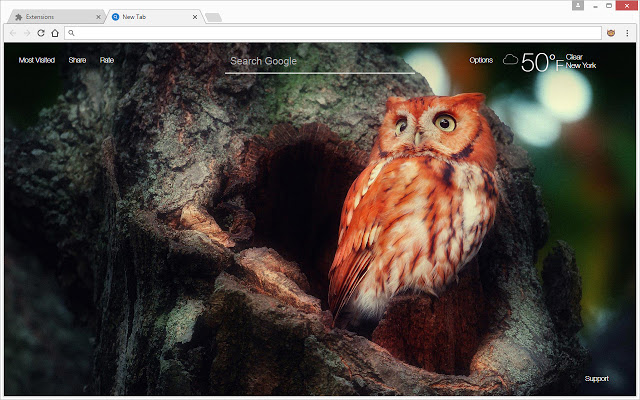Owl Wallpaper HD New Tab – Owls Themes