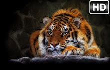 Wild Cats NewTab - Lion & Tiger HD Wallpapers