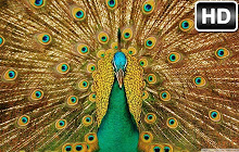 Peacock Wallpaper HD New Tab Peafowl Themes