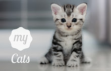 My Cats - Adorable Cat & Kitten Wallpapers